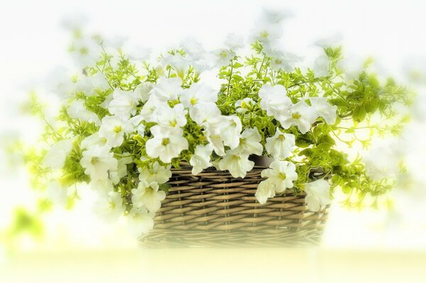 Belles fleurs délicates dans un panier