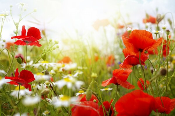 Mohn- und Kamillenrolle Nahaufnahme