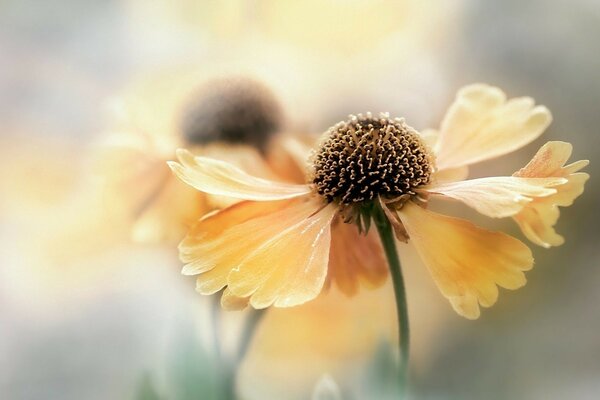 Fiore giallo su sfondo sfocato