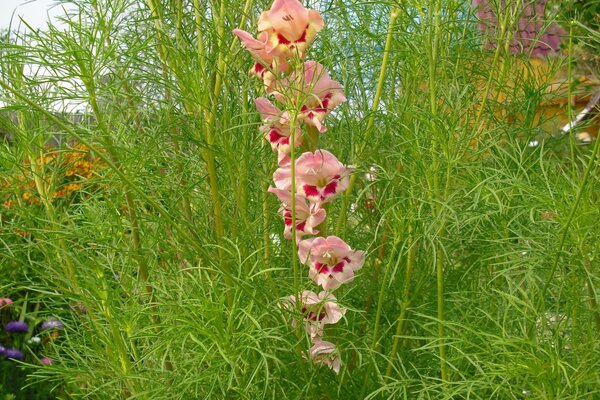 Bel fiore nell aiuola verde, cresce nell aiuola