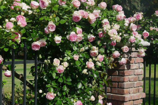 Un arbusto de rosas Rosadas pálidas cerca de la cerca