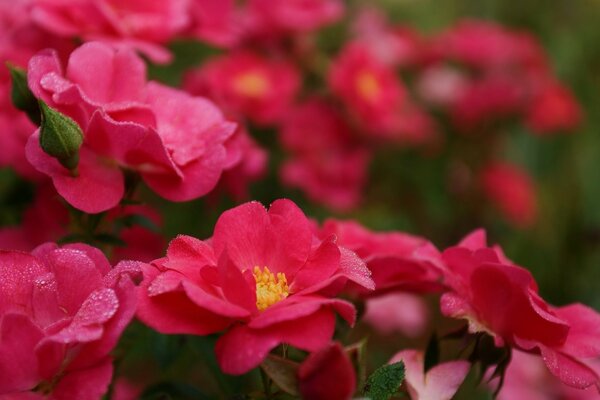 Flores rojas Maro-fotografía