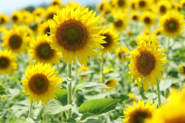 I girasoli gialli raggiungono il sole