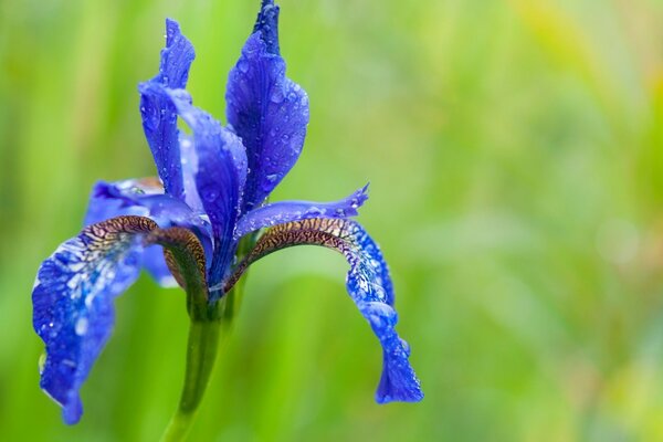 Iris flower on a green background