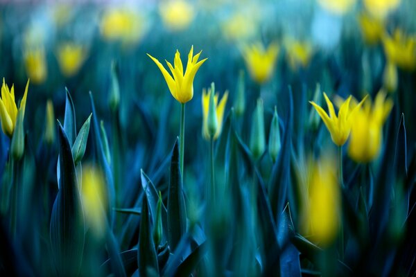 Gelbe Flecken auf blauem Bein