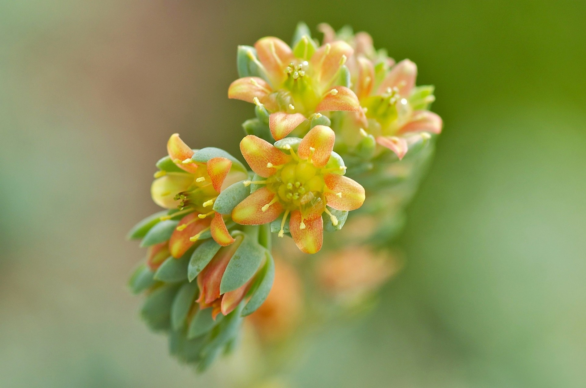 sfondo giallo-arancio fiori sfocatura ramo