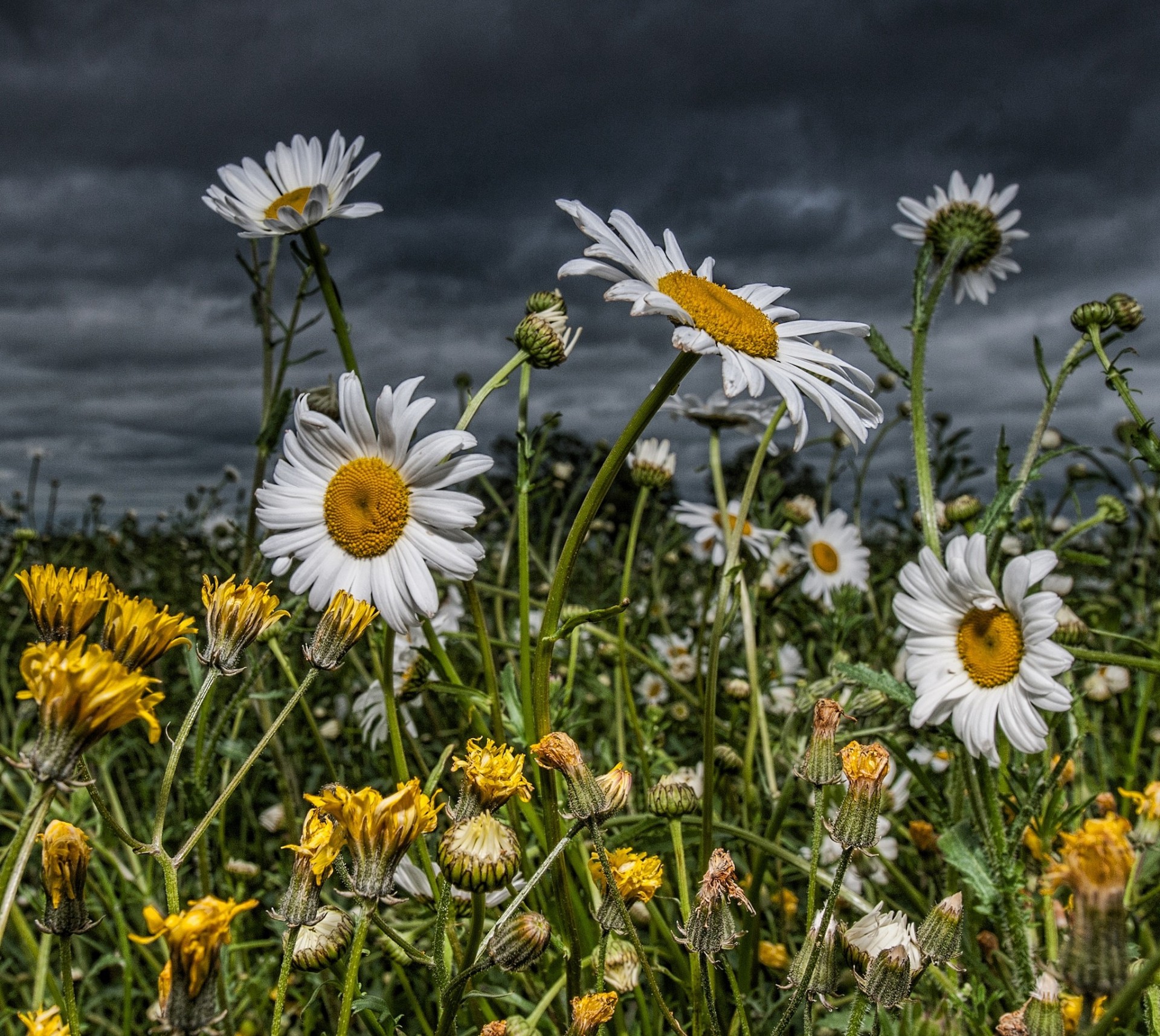 campo margherite denti di leone fiori