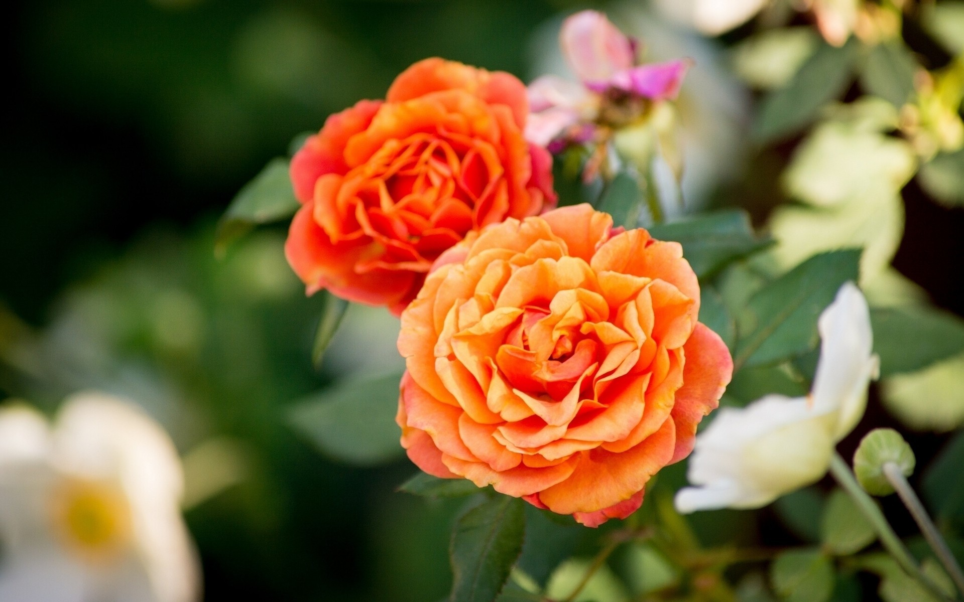 macro bokeh boccioli rose