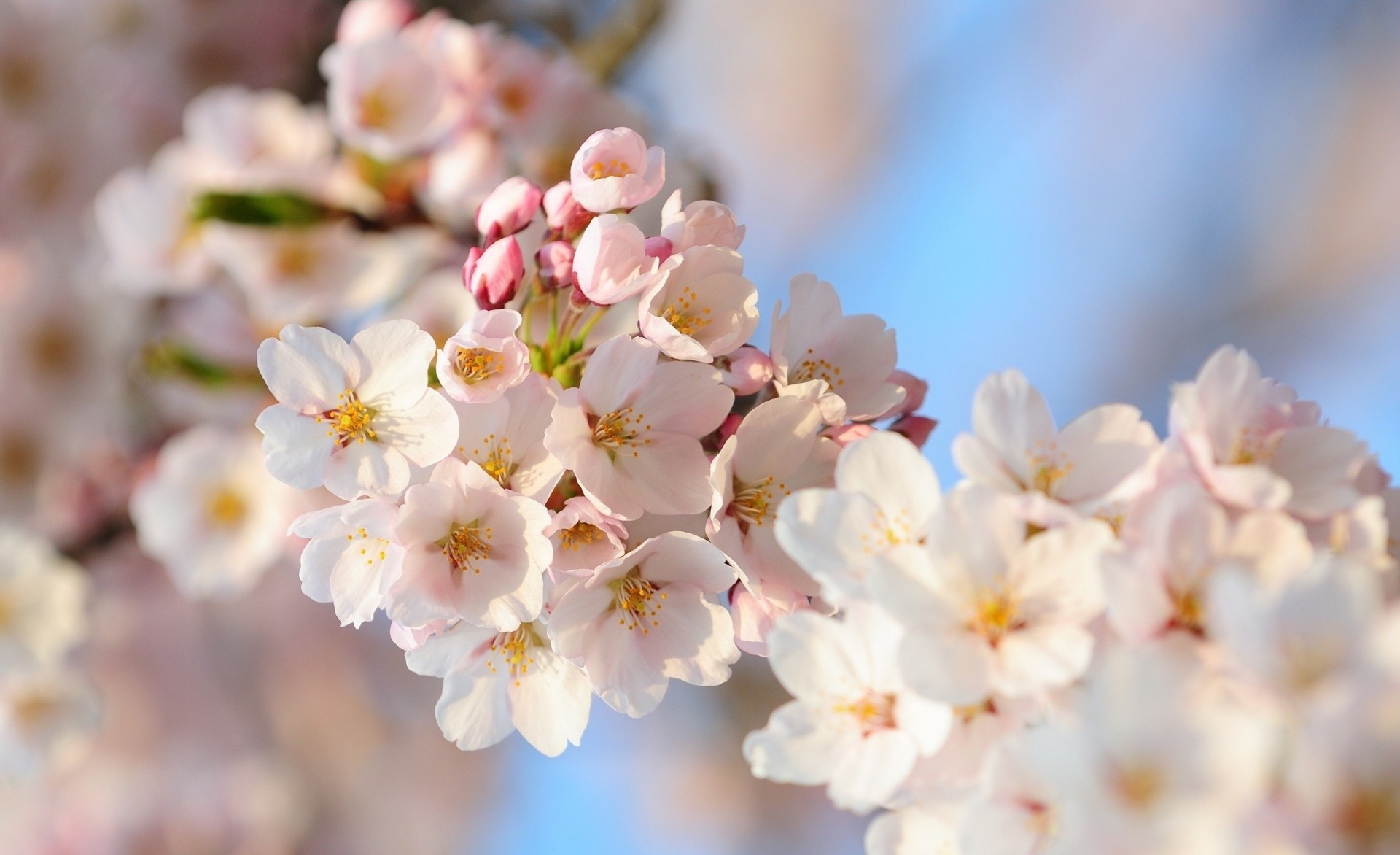 flores foto sakura rama macro primavera