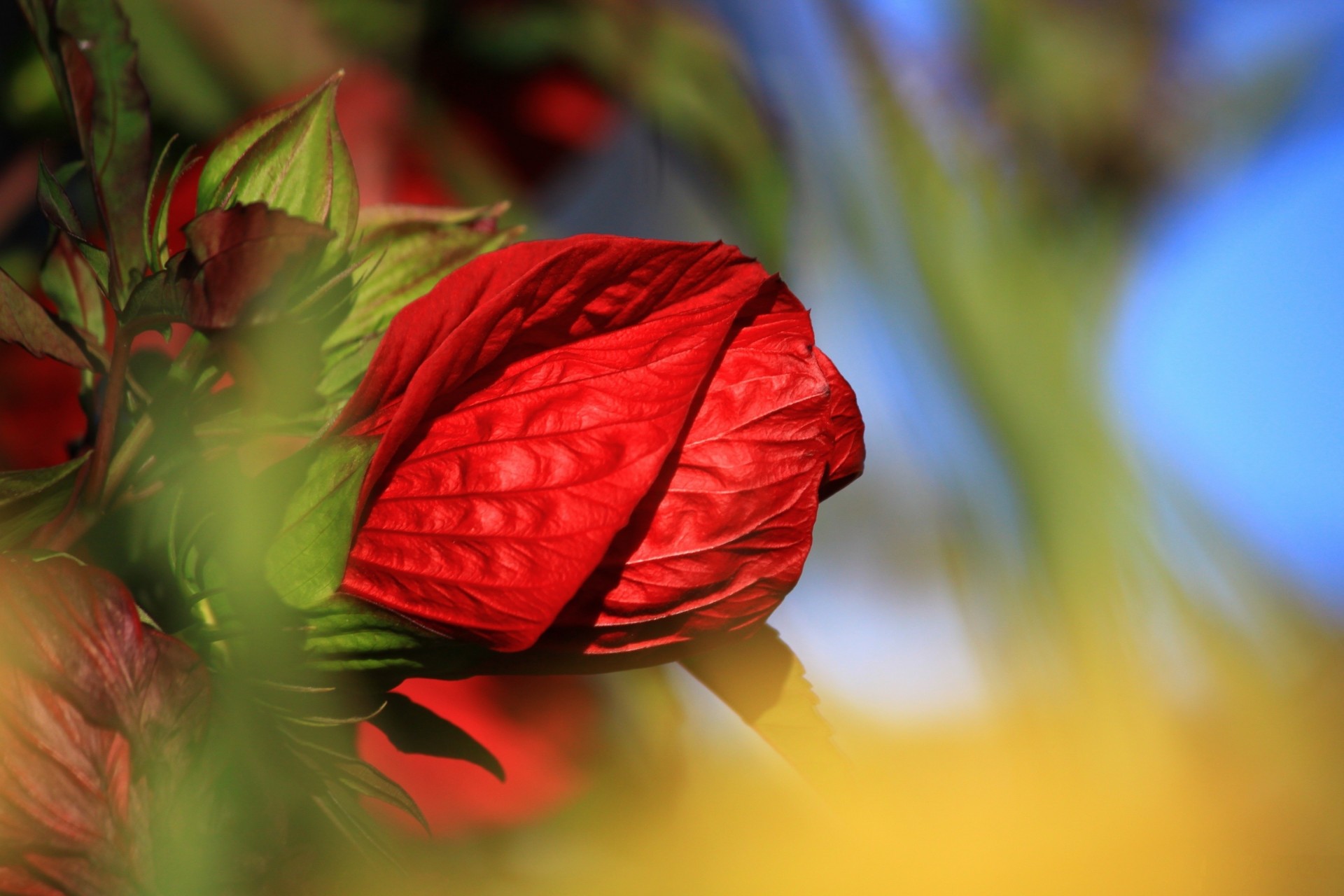 rose flower red close up petals bud