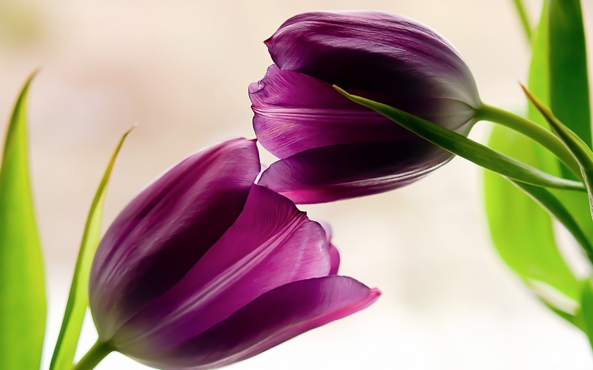 nature bouquet light tulips close up spring