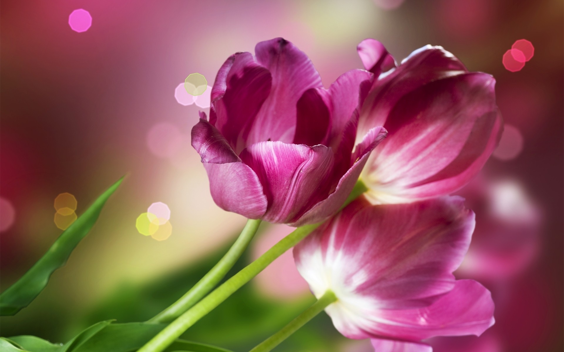 close up bouquet spring tulip