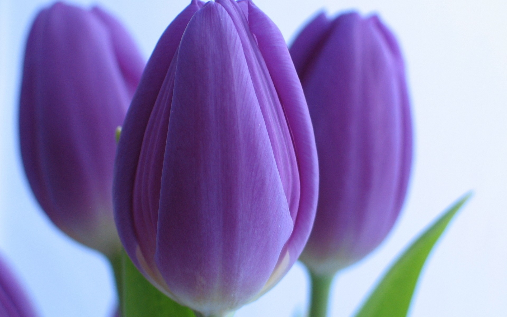 purple background white tulip