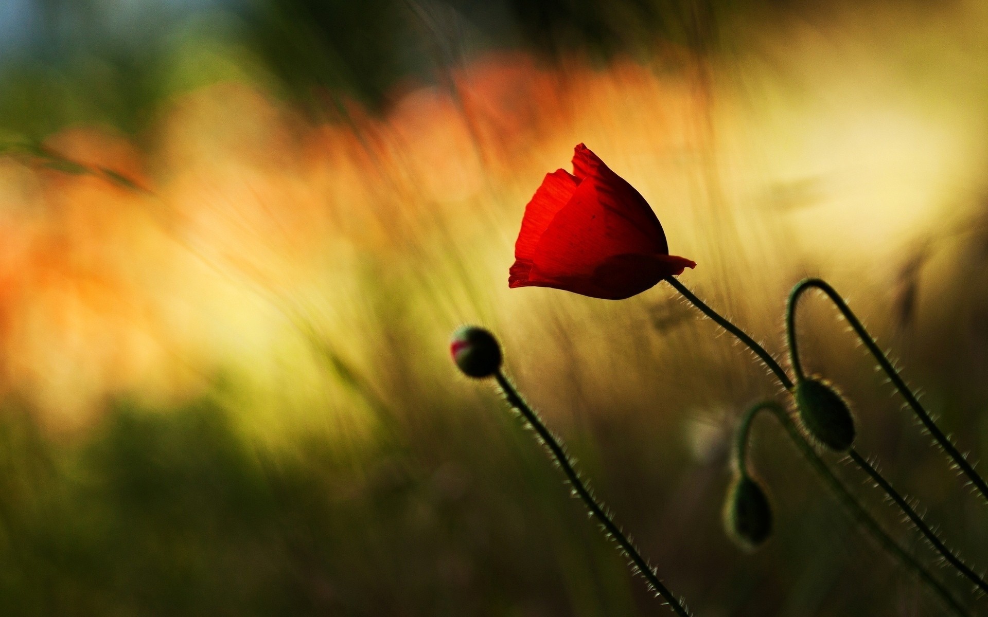 fiore fiori carta da parati papavero sfondo sfocatura rosso