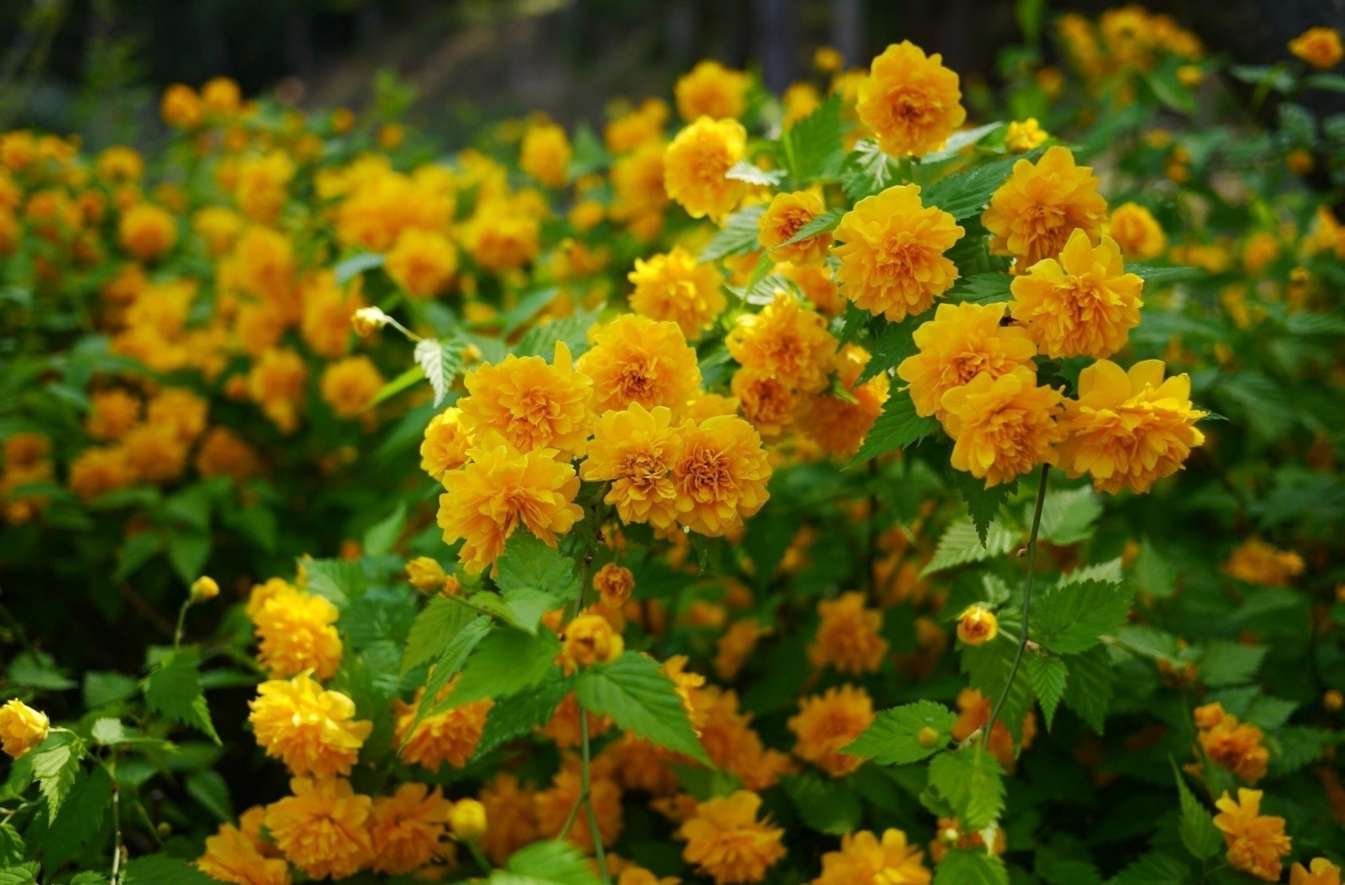 bellissimo tokyo fiori natura