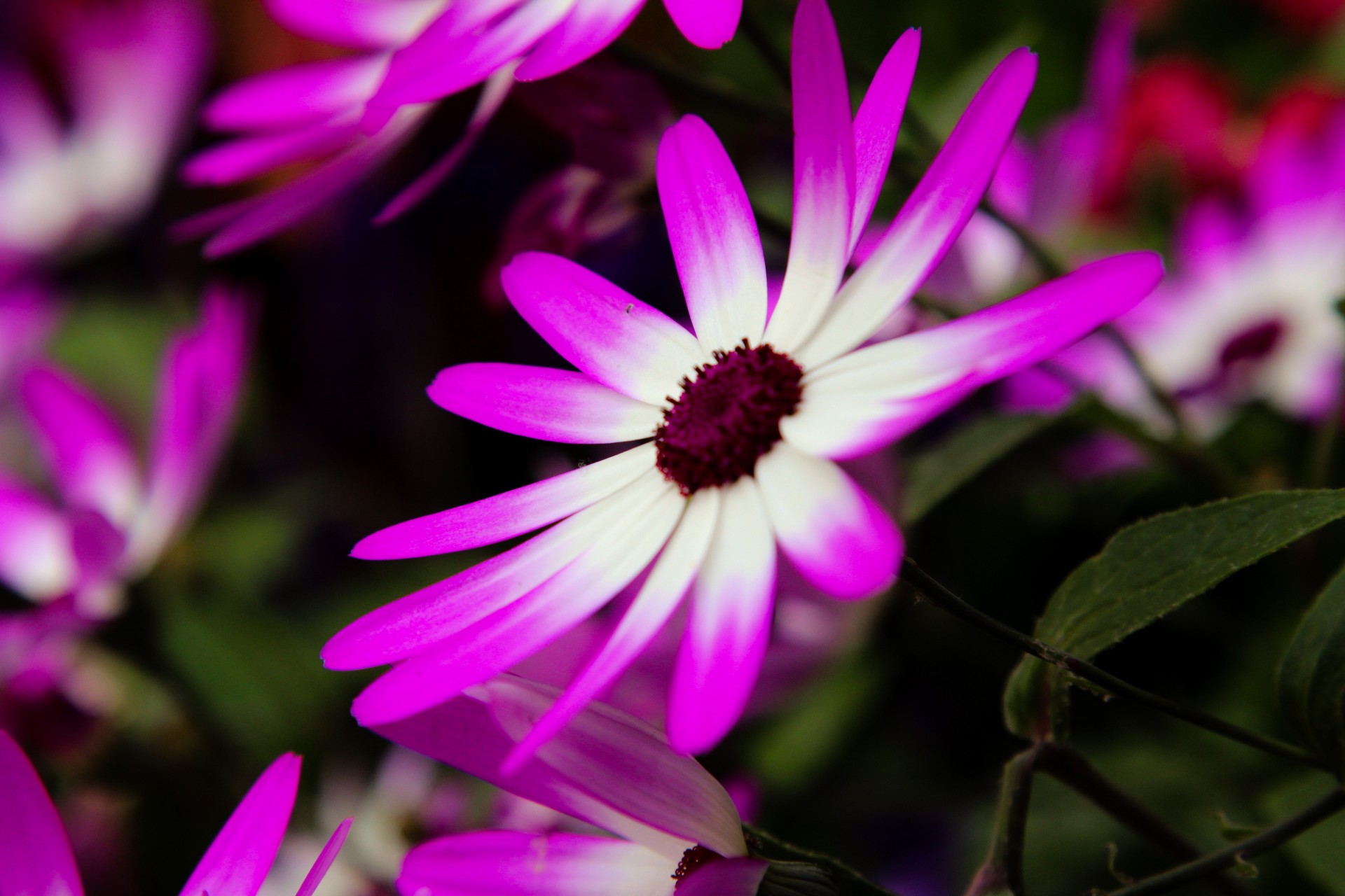 lumineux fleurs cinéraire