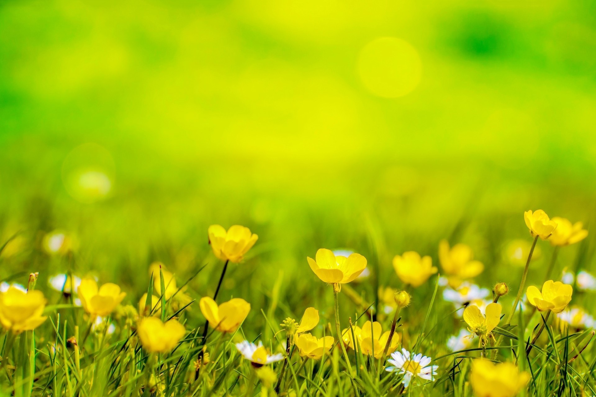 amarillo flor