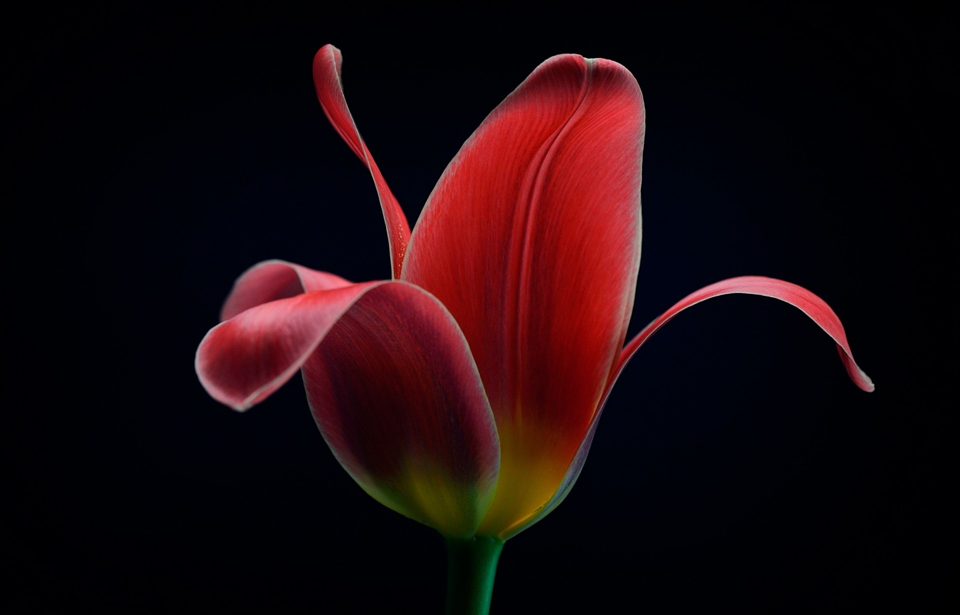 makro hintergrund tulpe