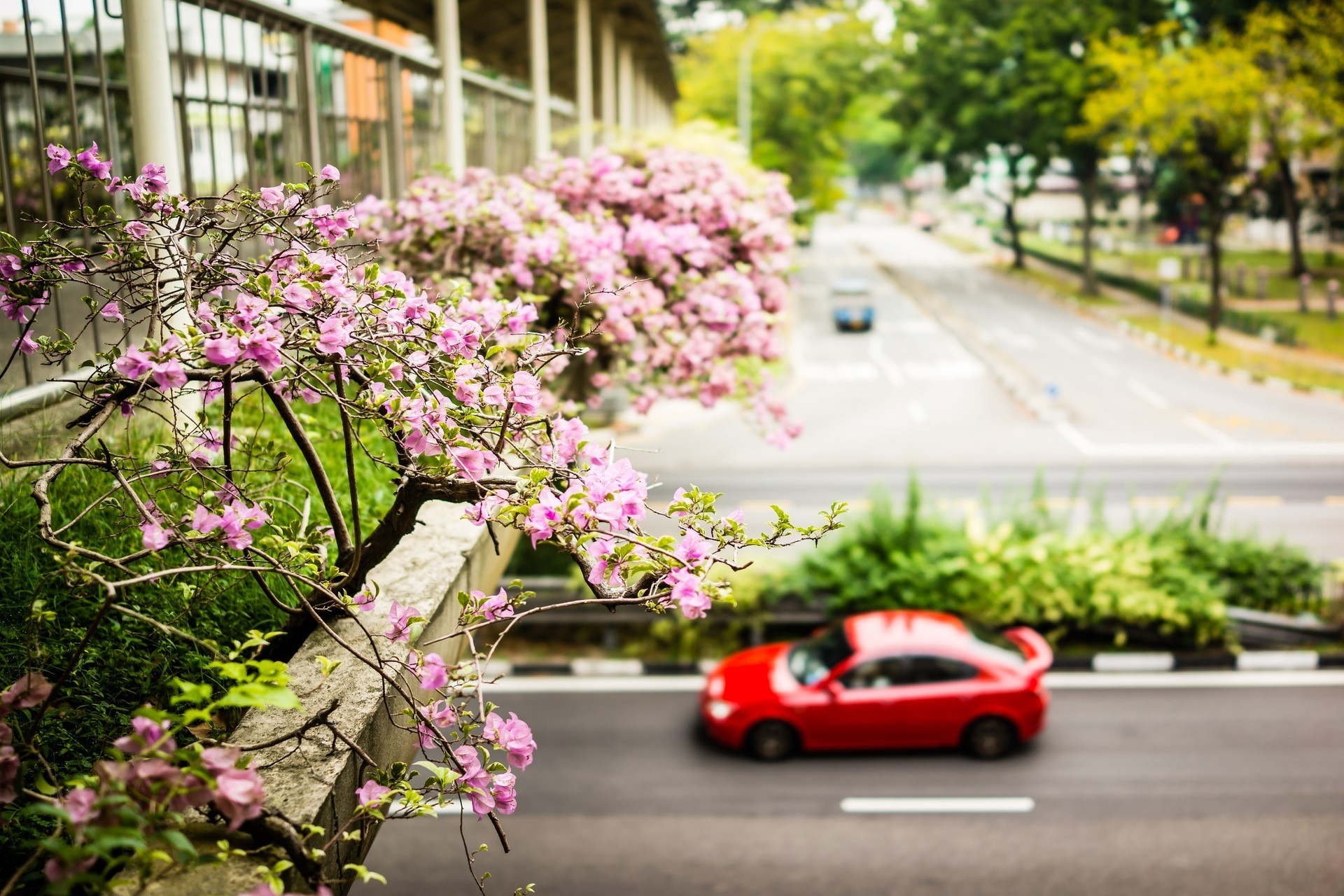 ingapore flower walk spring vehicles street