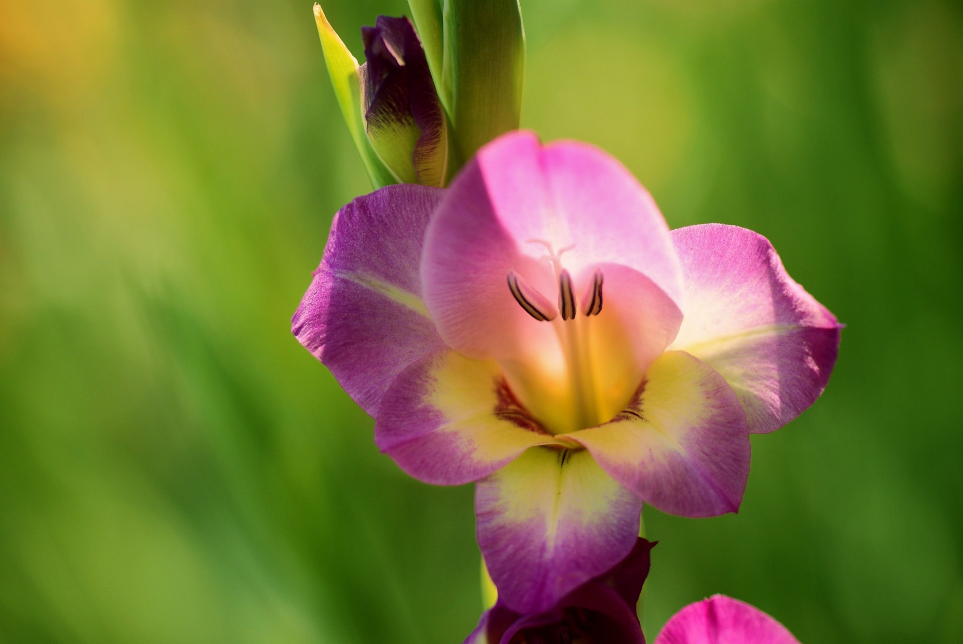 close up gladiolus flower lilac