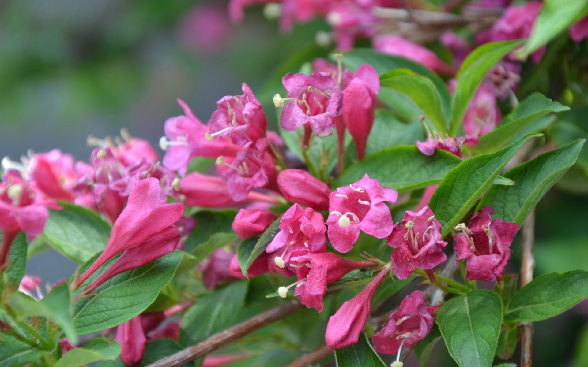 tendresse fleurs rose