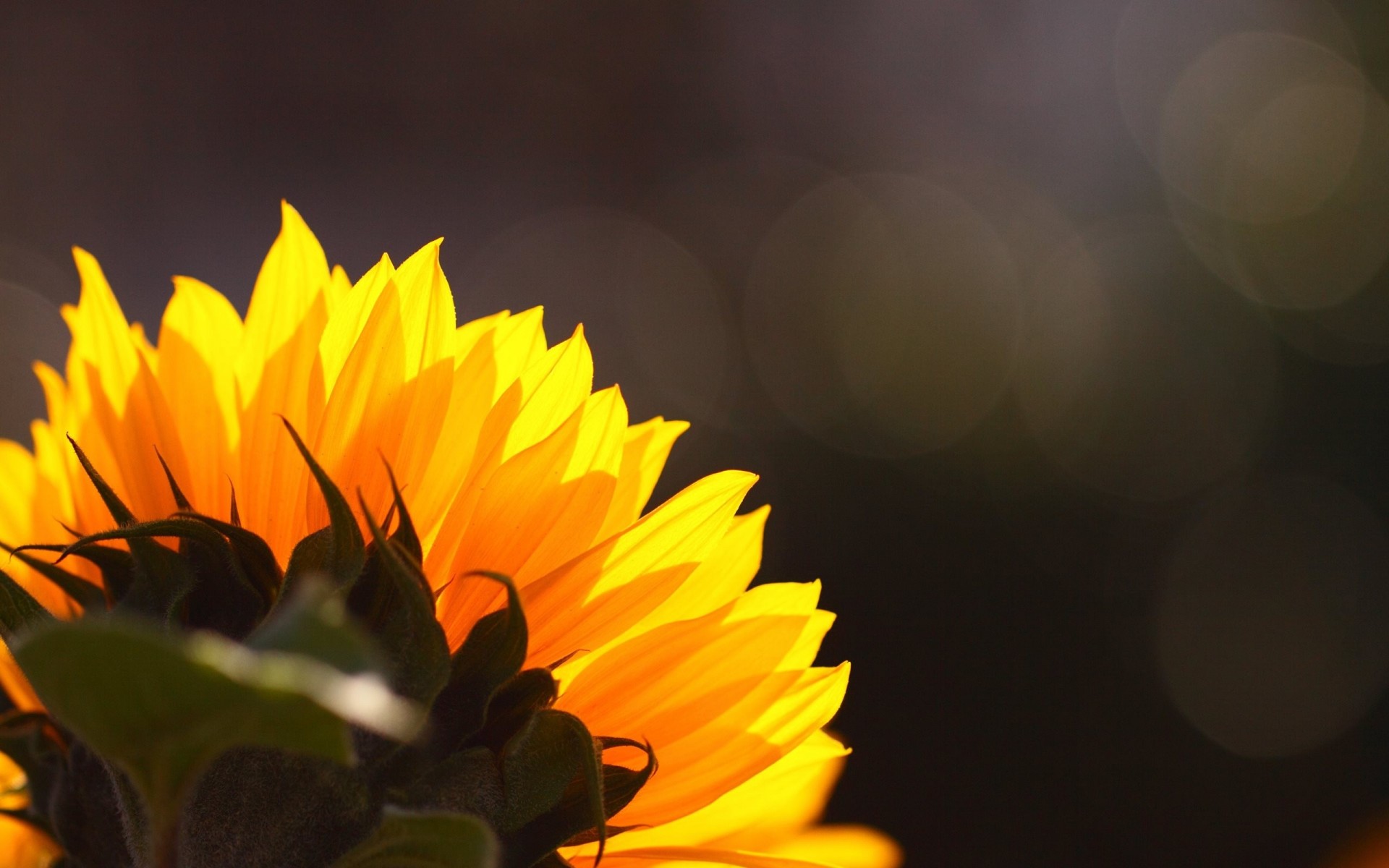 blume sonnenblume rückseite hintergrund blendung uniform mütze