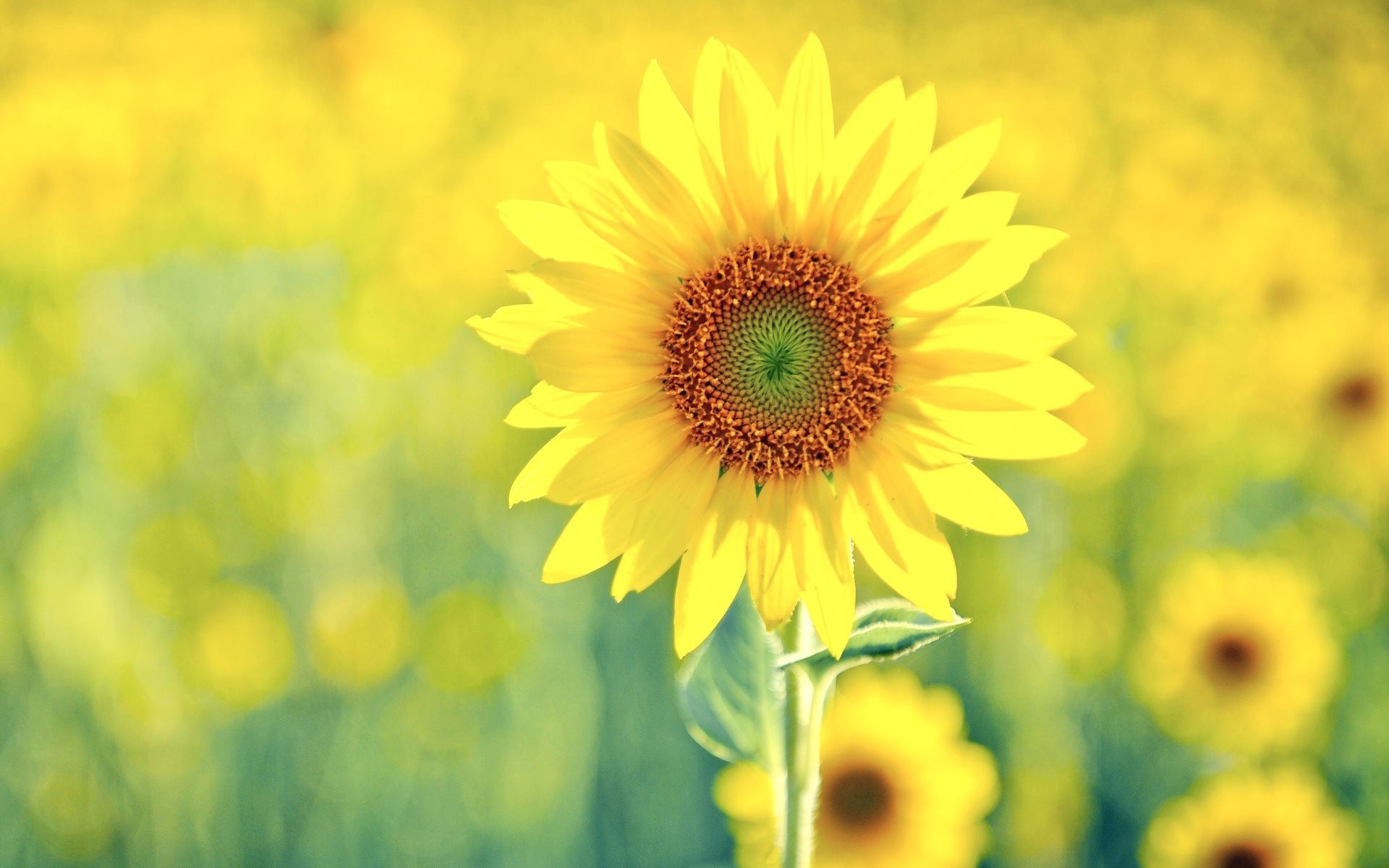 gelb mig-15 sonnenblumen sonnig grün