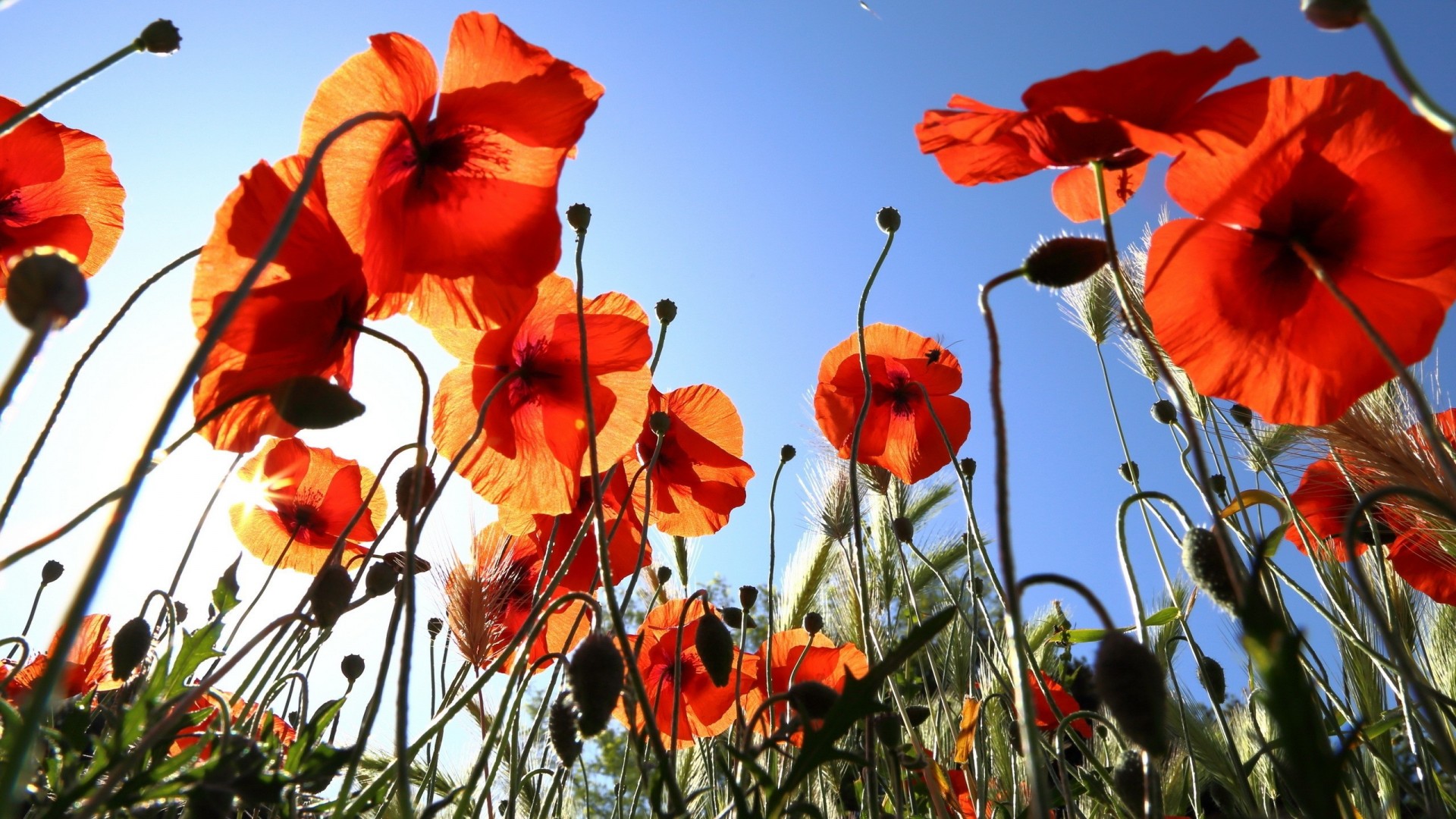 amapolas verano flores