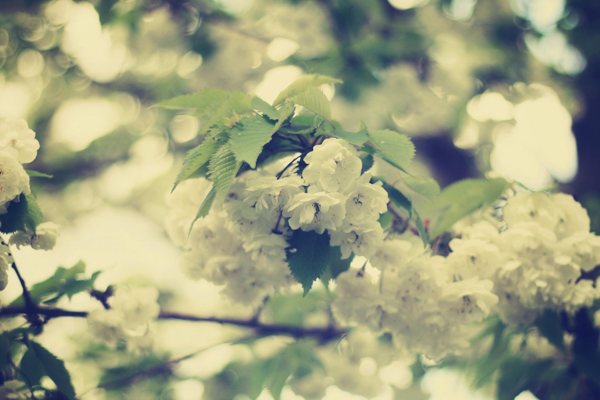 heet spring bokeh flower blur branch tender bloom beauty white