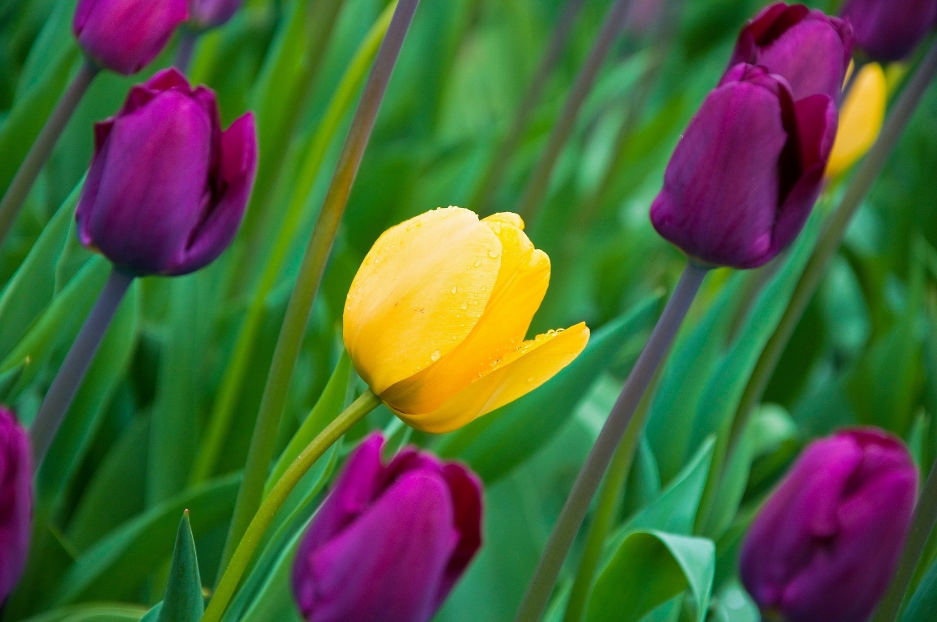 foglia fiori tulipani boccioli primavera petali