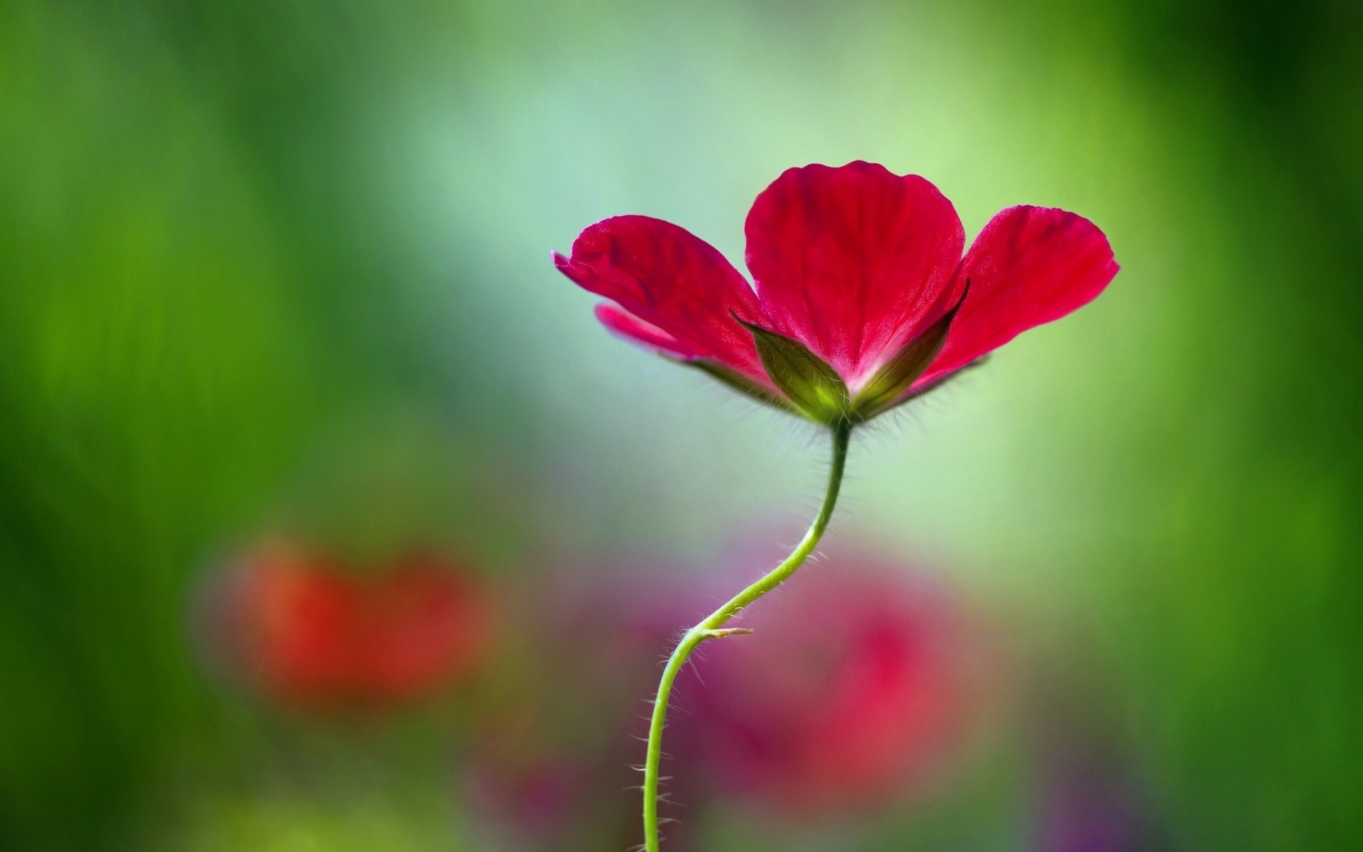 blume form hintergrund blumen tapete rosa unschärfe