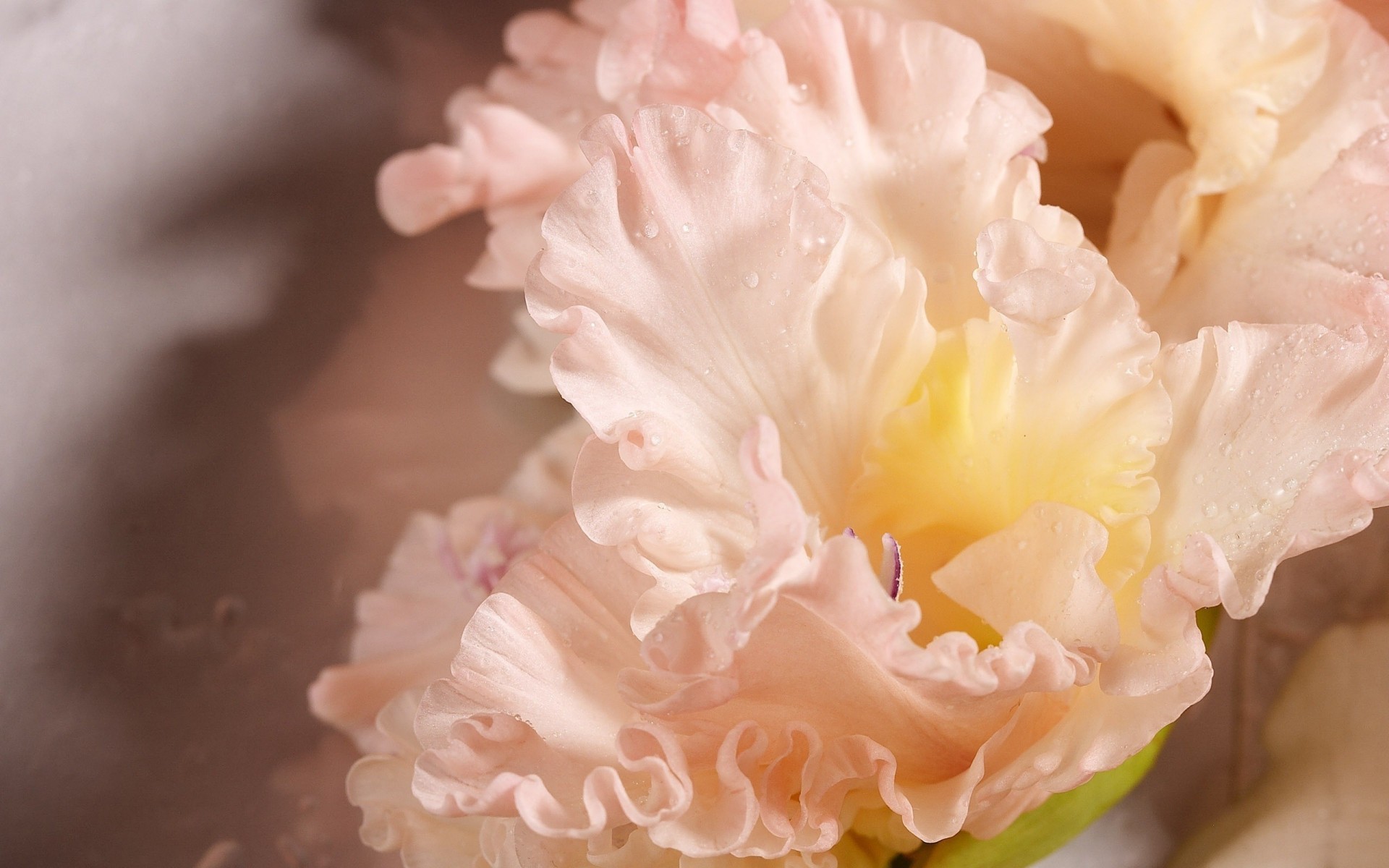 fleur gouttes glaïeul gros plan rose rosée