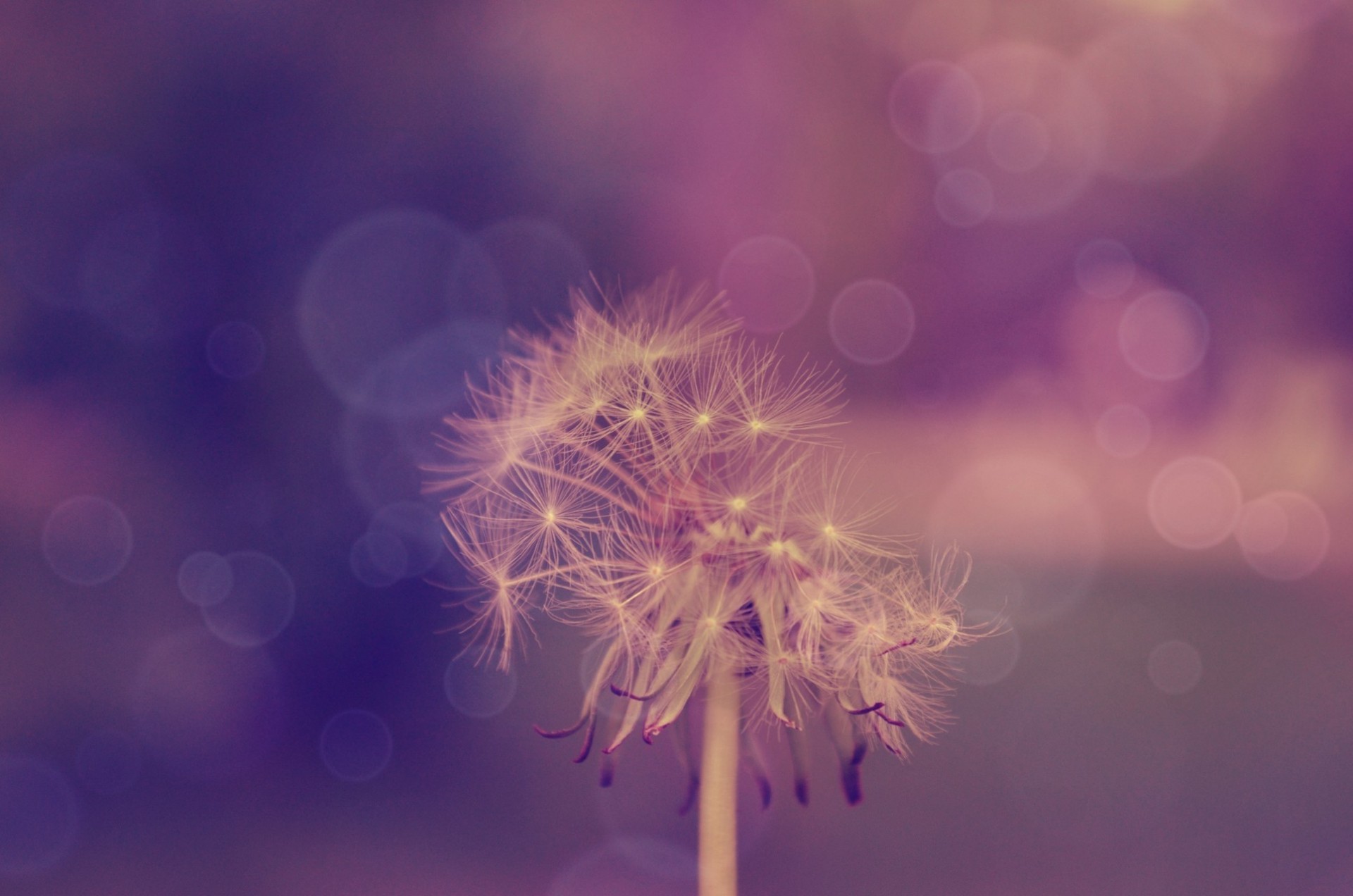 dandelion flower