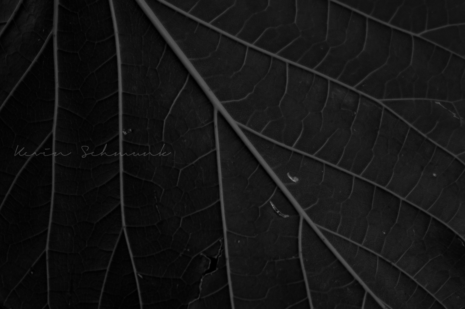 dark macro plant