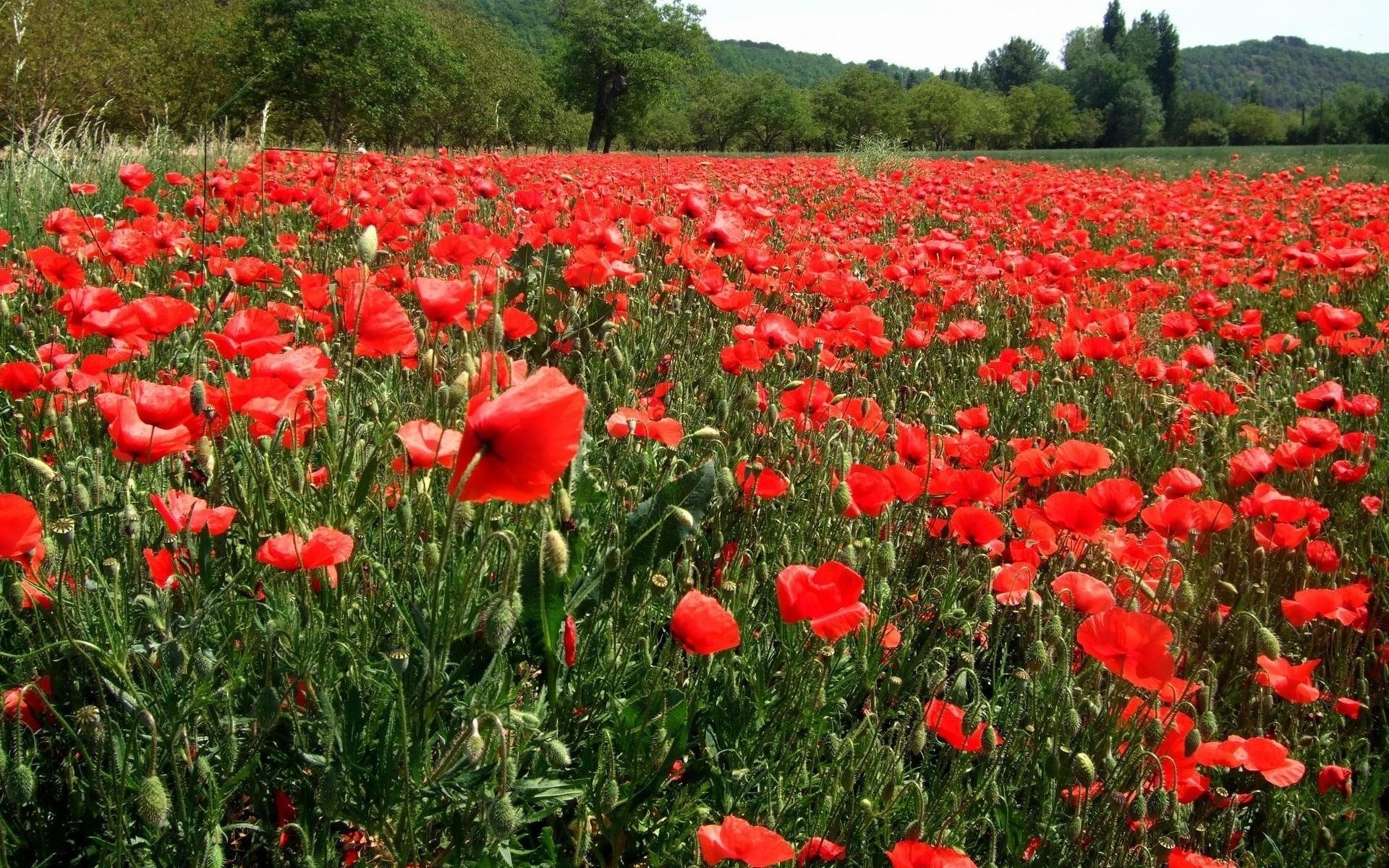 feld mohnblumen wald blumen natur