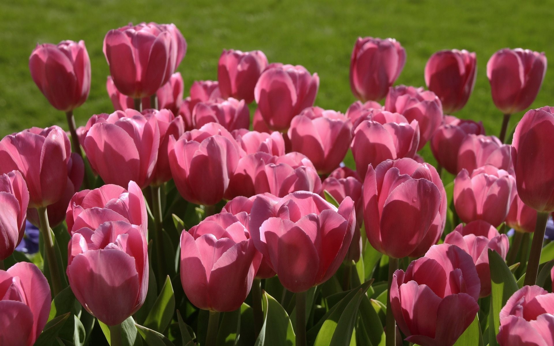 tulipani boccioli di fiori