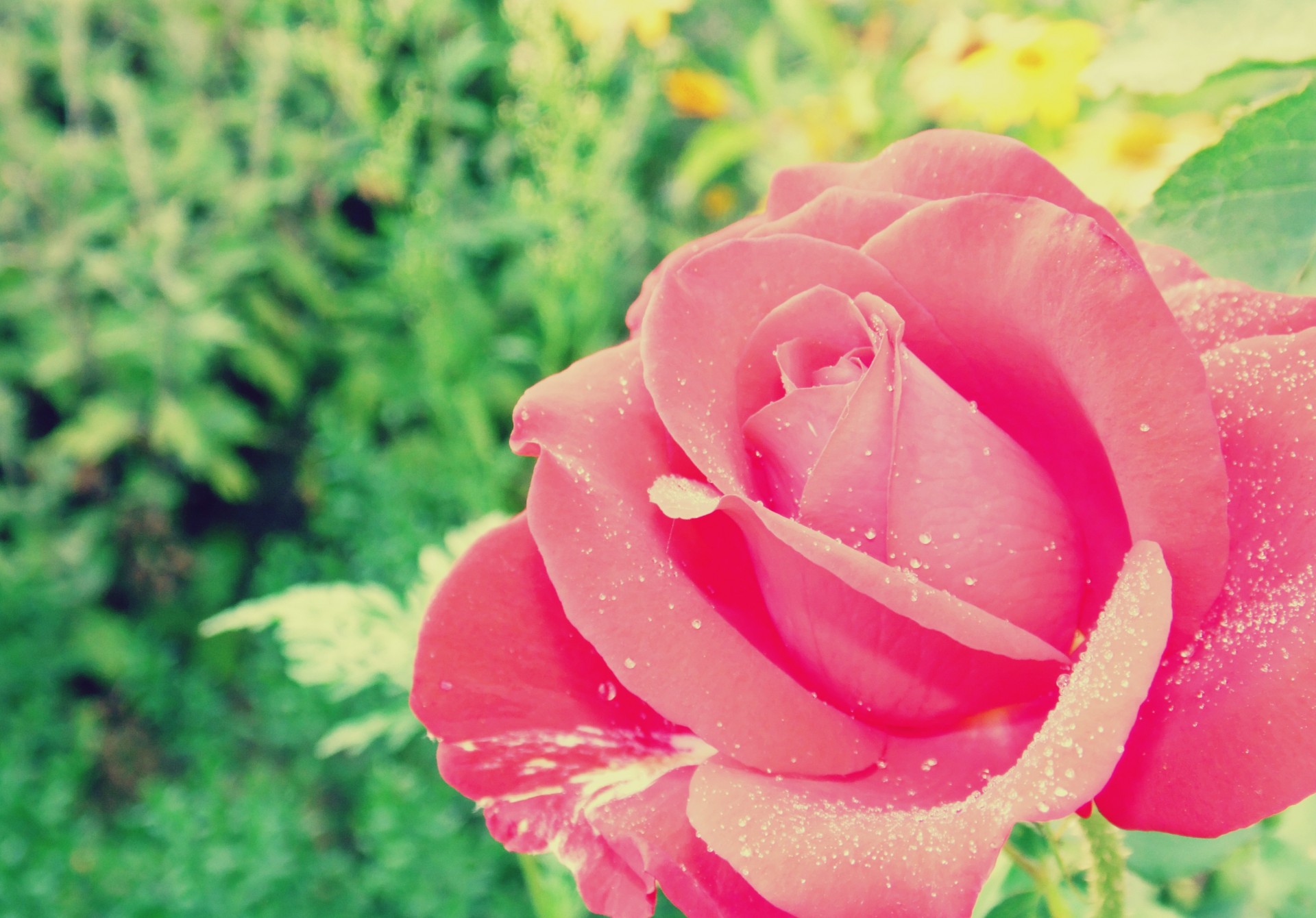 rose fällt blumen makro rosa garten tau