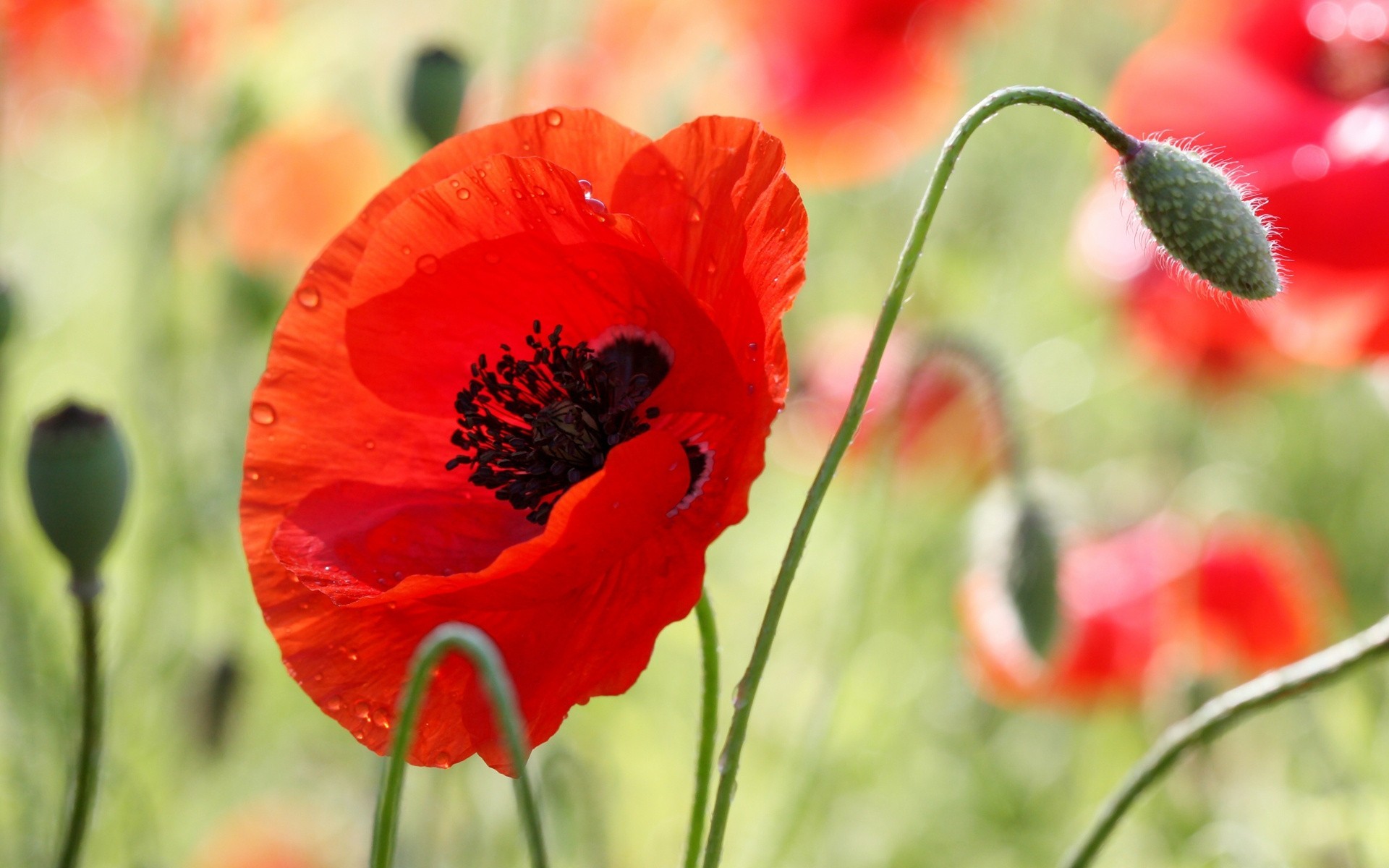 blume fällt sommer mohn hell makro