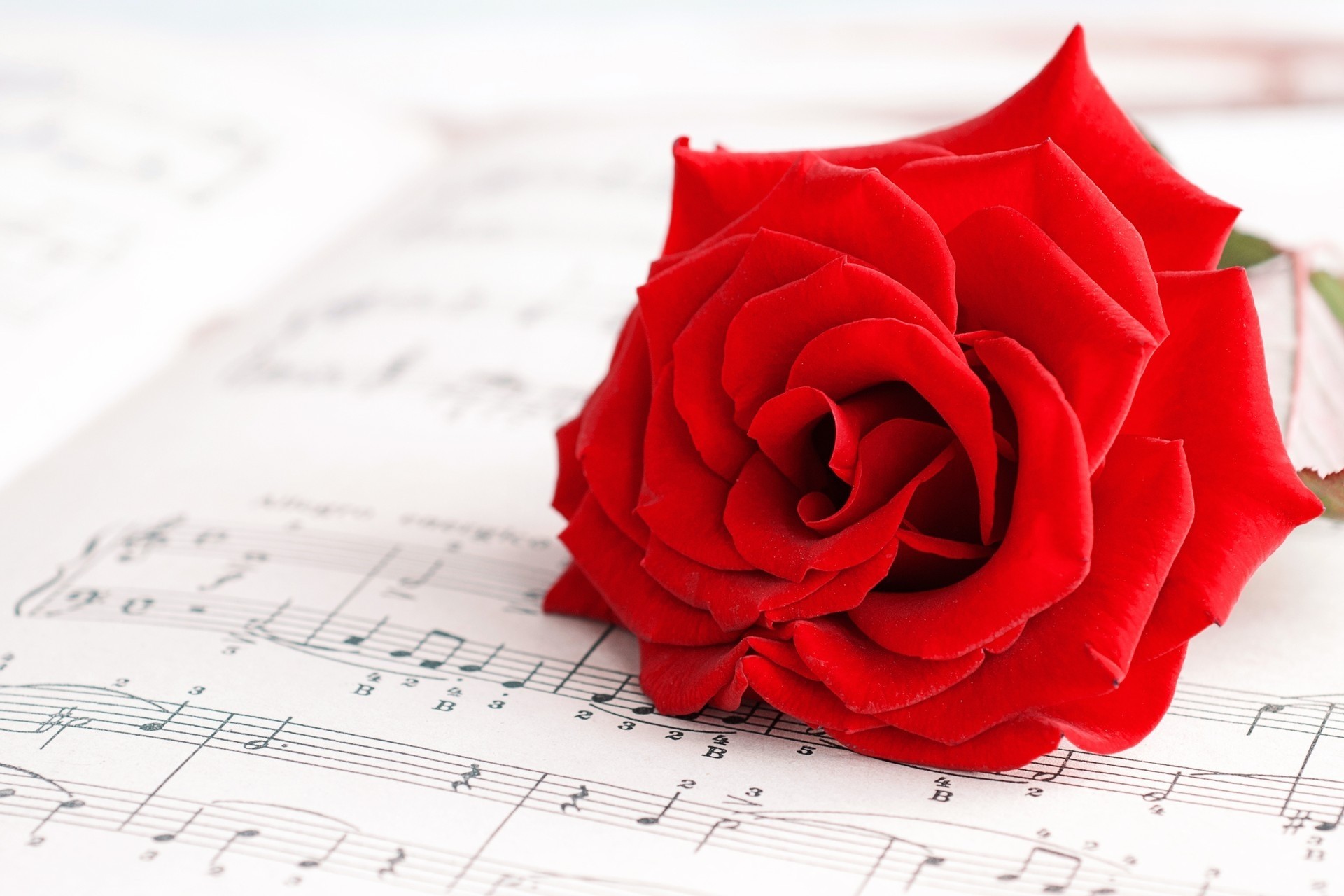 musik rose blume