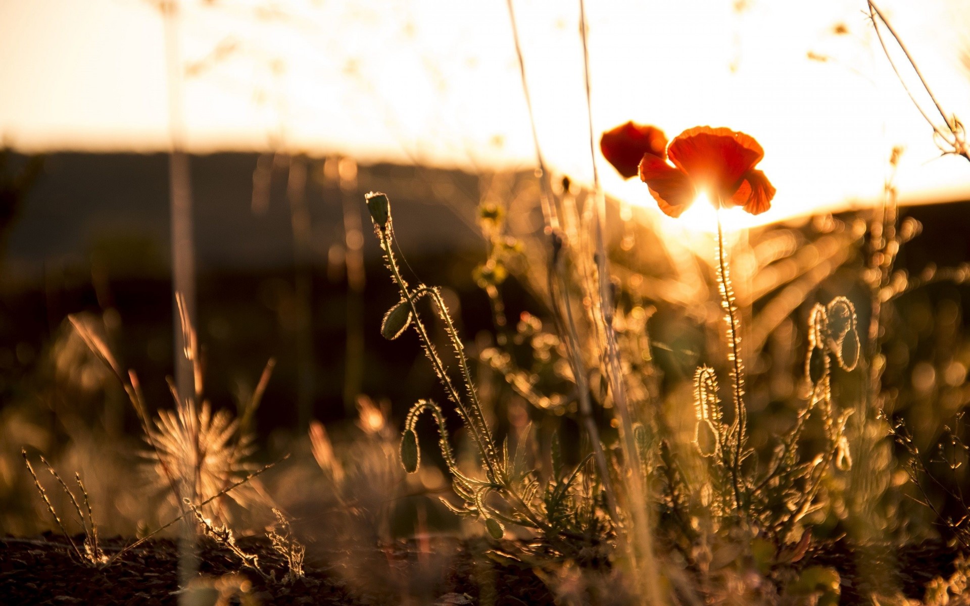 flower summer sun poppy petals red