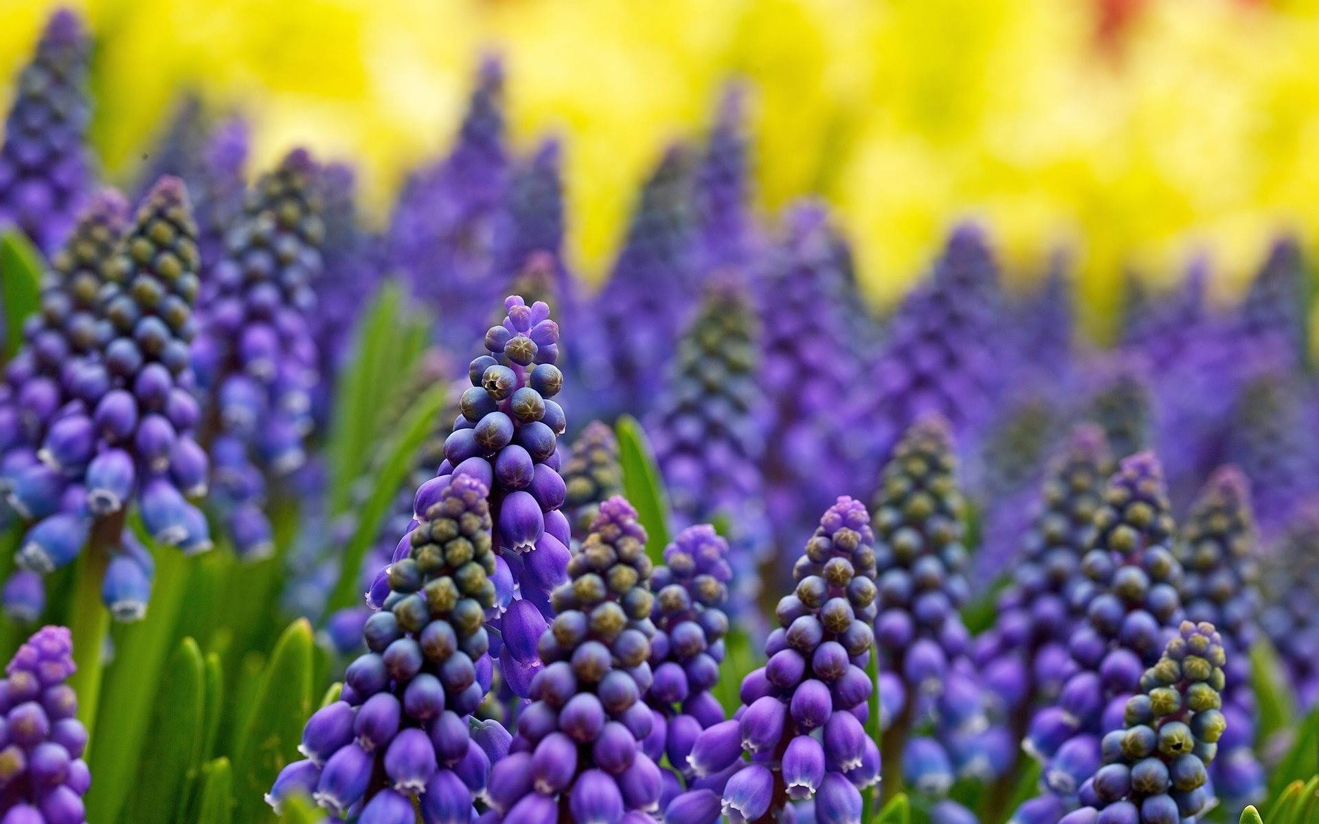 rozmyty kwiaty muscari