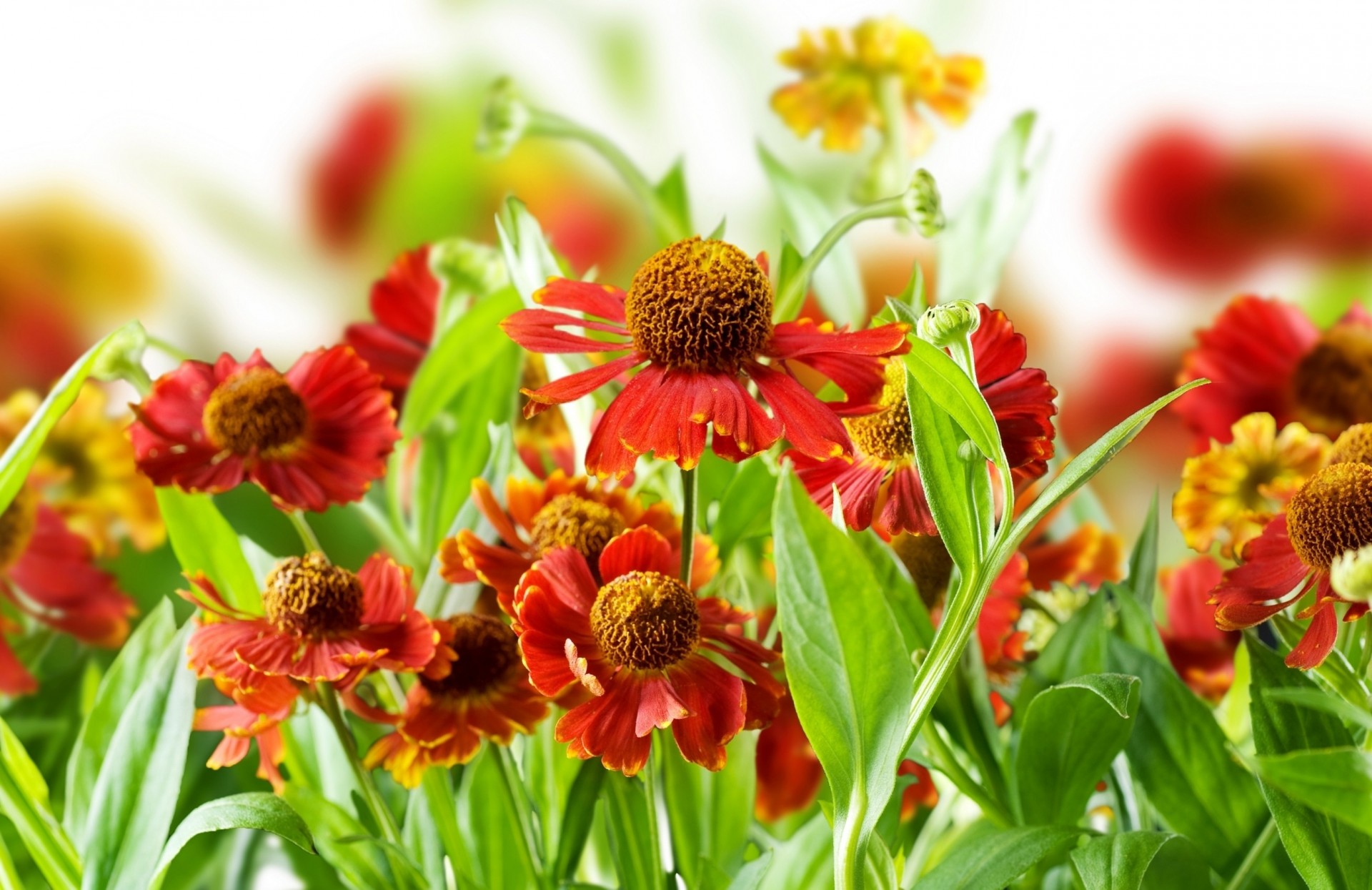 luminoso piante fiori steli natura