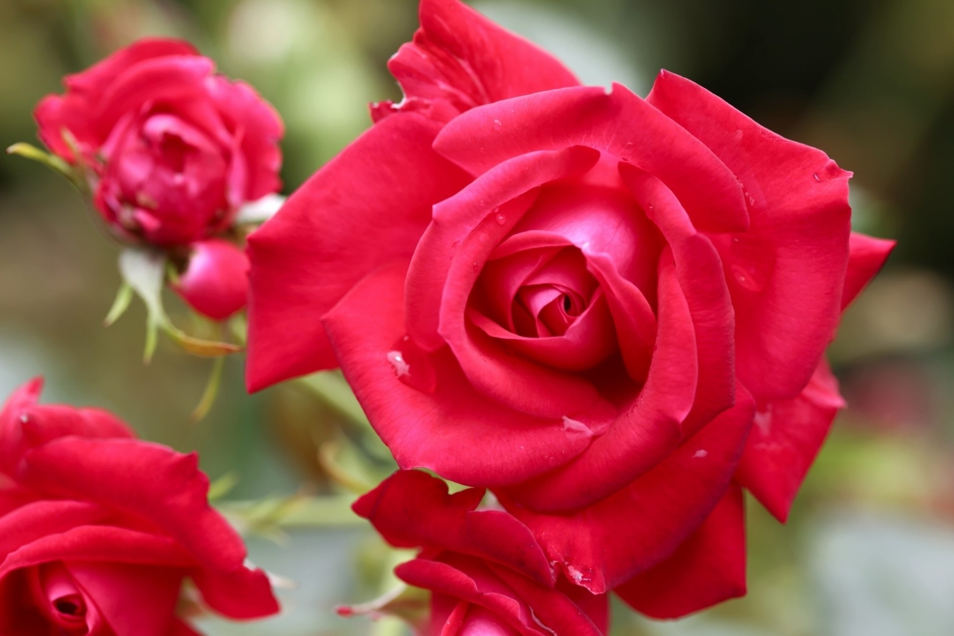 close up buds petals rose