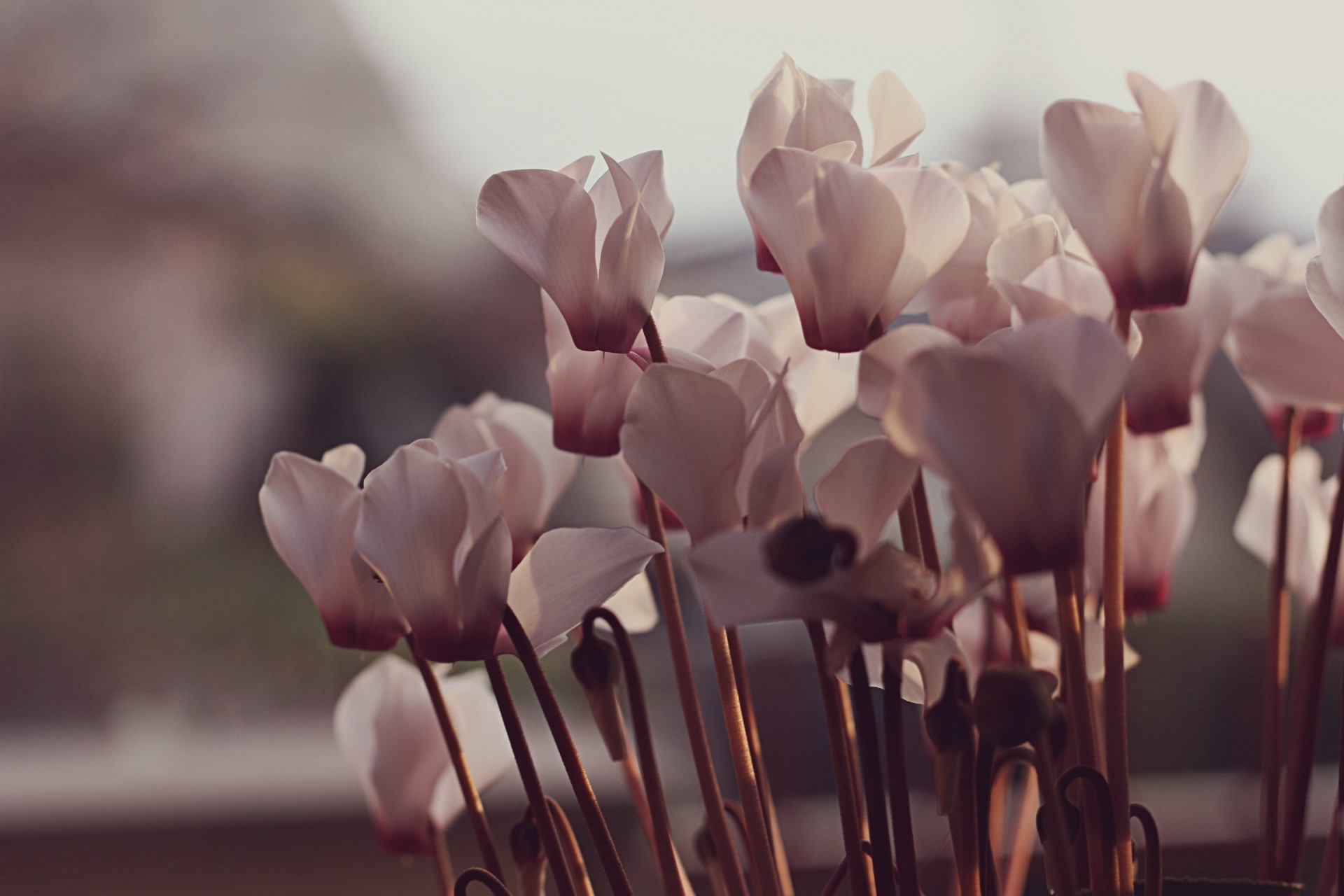 pink flower petals white