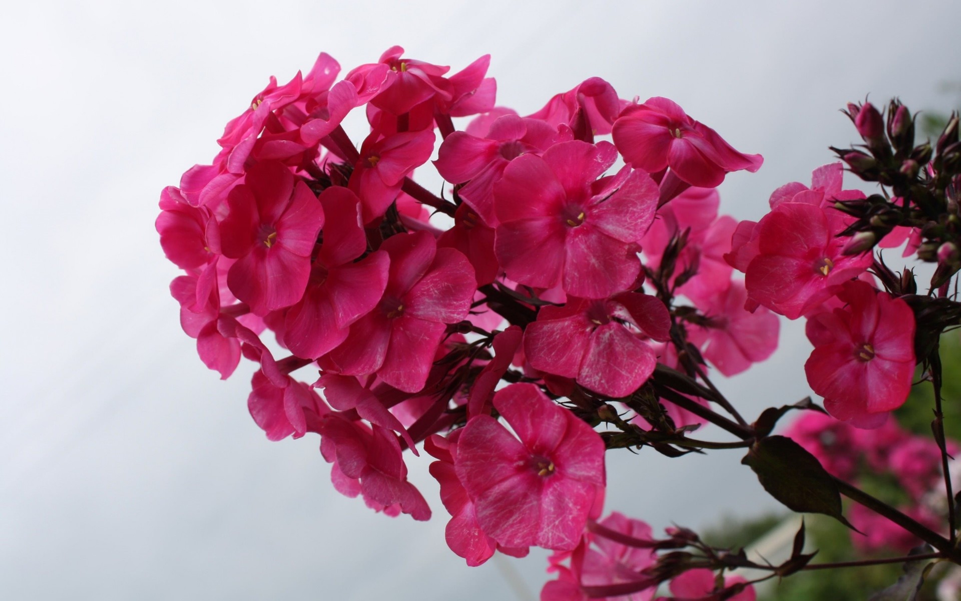 cielo fiori petali