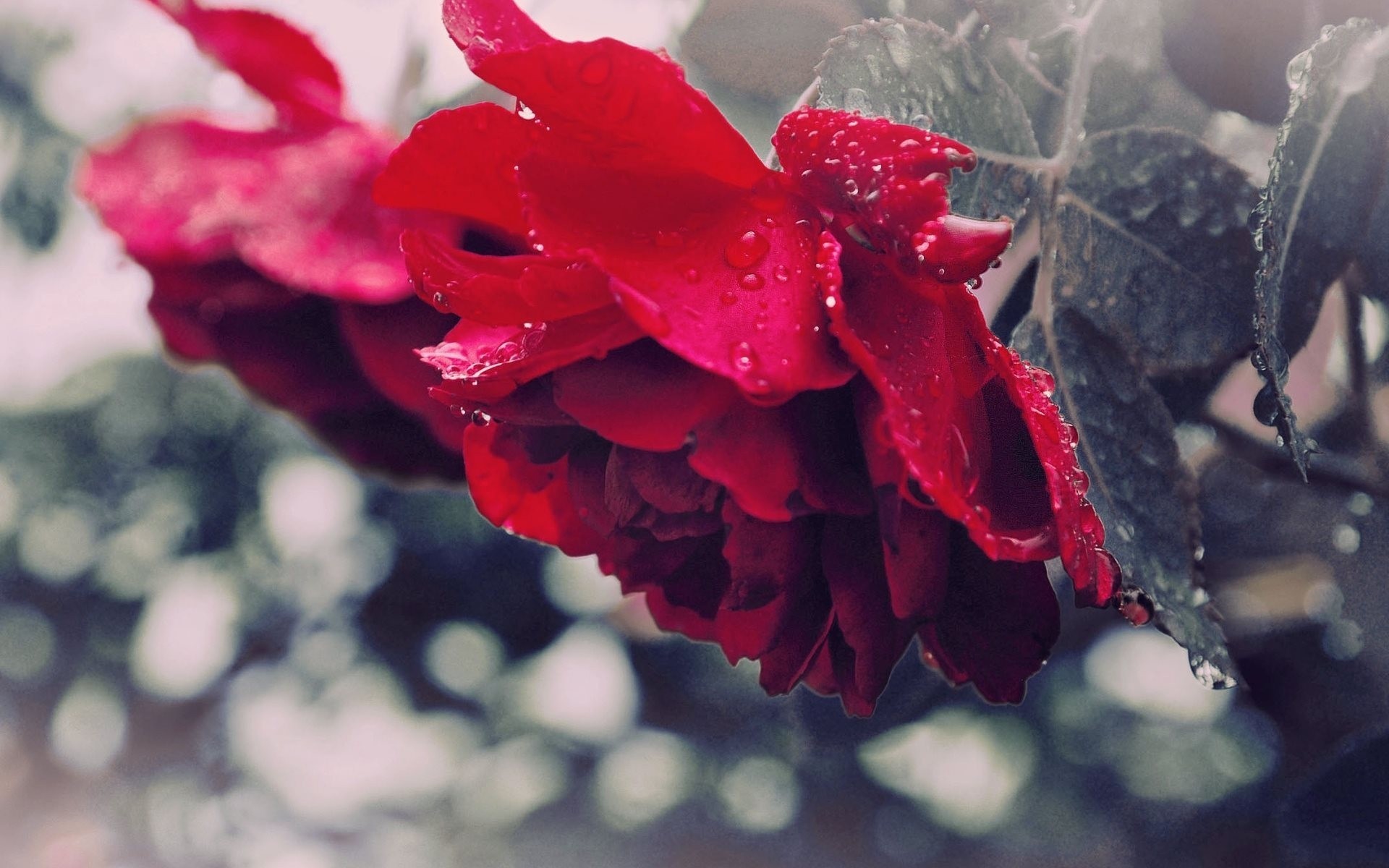 rosa cae rocío brote