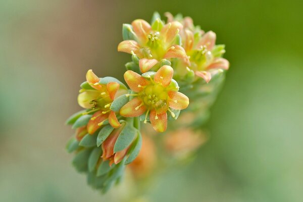 Hintergrund, gelb - orange Blumen verwischen Zweig