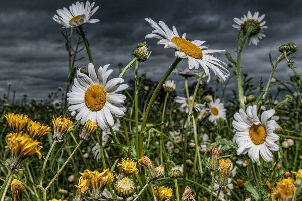 Feld von blühenden Gänseblümchen und Löwenzahn