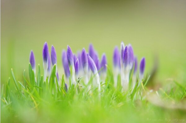 Die ersten Frühlingsblumen in Phyllet-Farbe