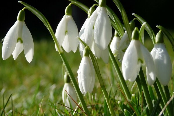 Schöne weiße Frühlingsblumen